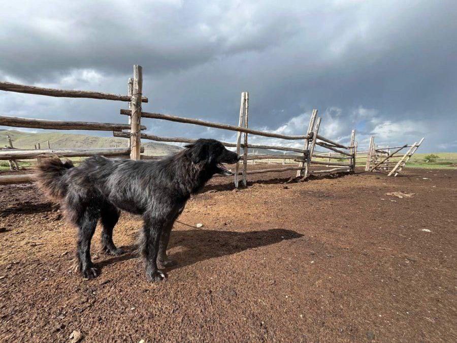 Генотипирование тувинской собаки (тыва-ыт)