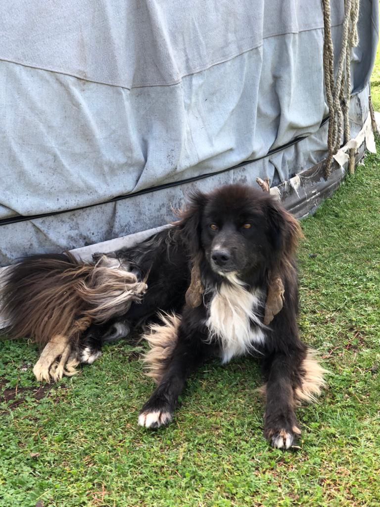 Генотипирование тувинской собаки (тыва-ыт) - фото 2