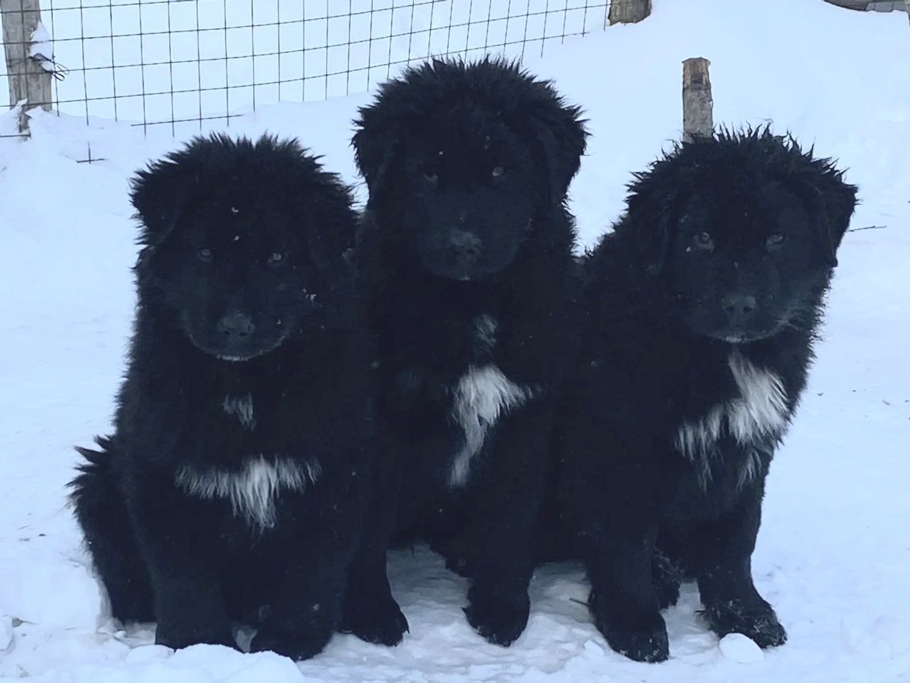 Генотипирование тувинской собаки (тыва-ыт) - фото 3