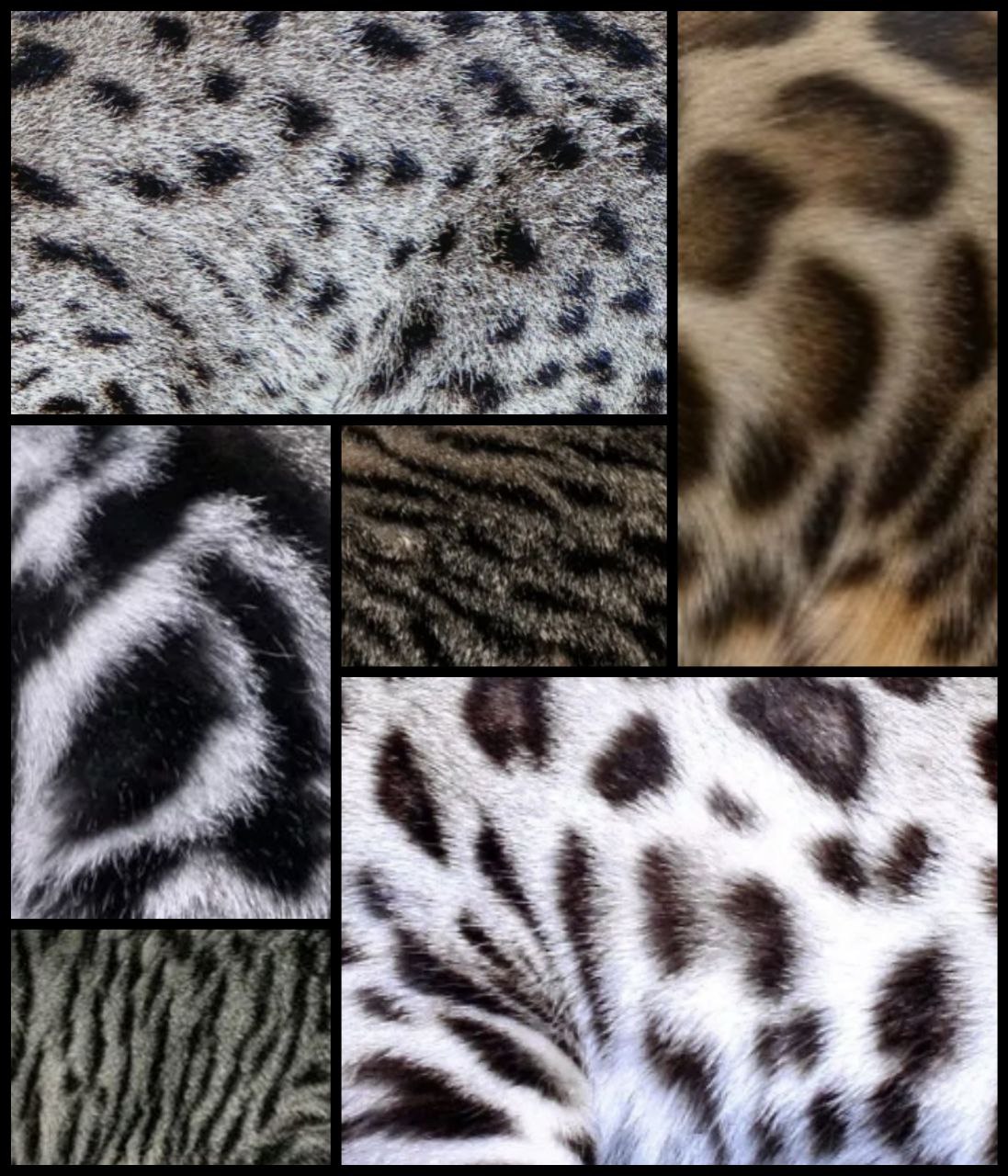 Научно-практический семинар по окрасам и колористике кошек